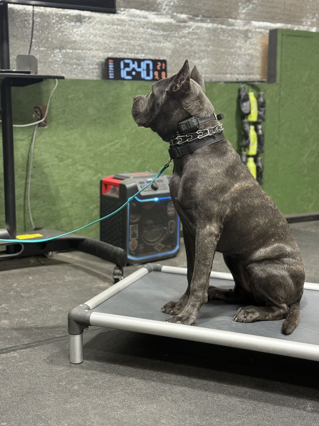 Adult Cane Corso on a conditioning platform during a structured training session