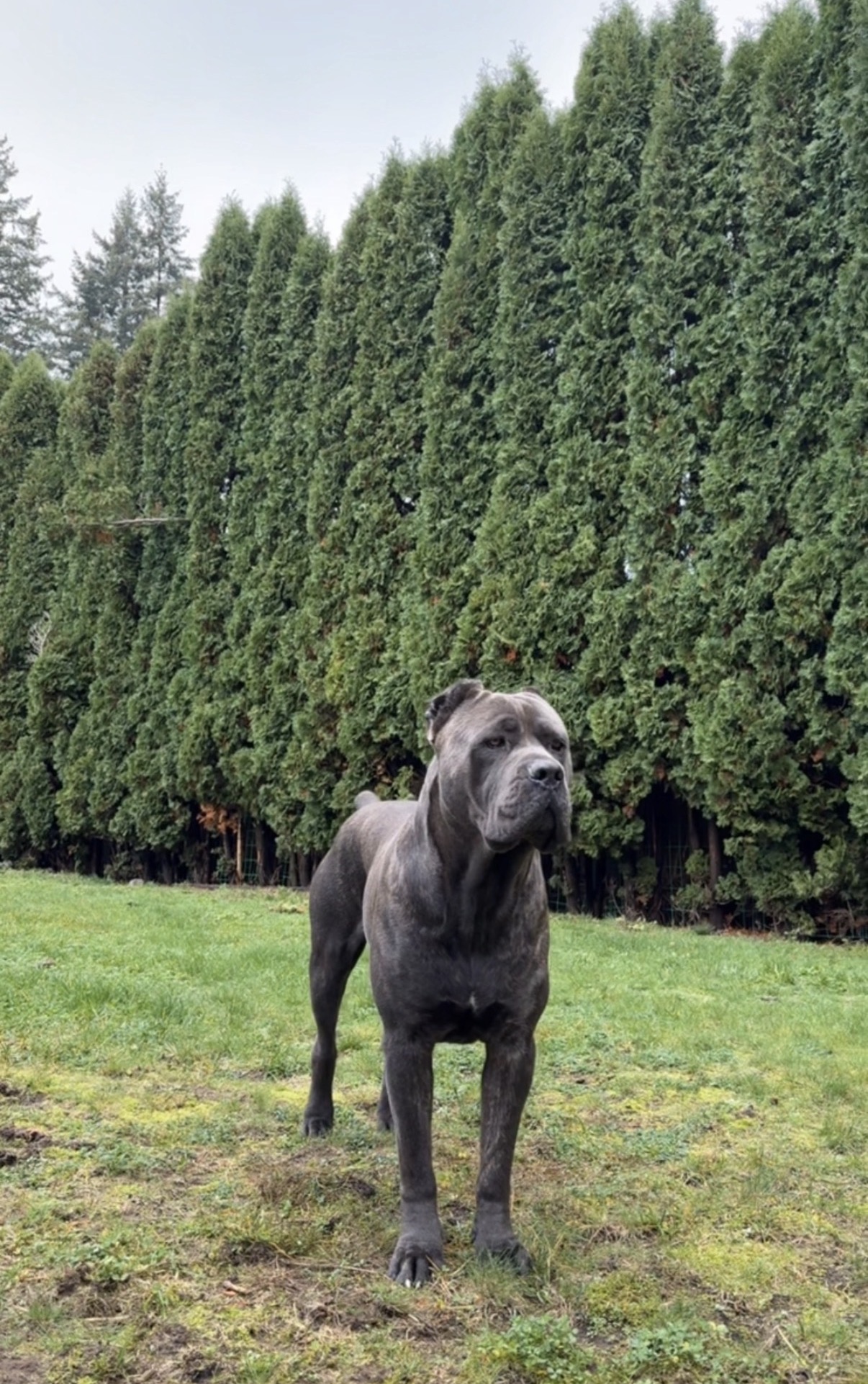 Sir Shadow, the Medieval Cane Corso foundation sire, standing outdoors in Surrey, British Columbia