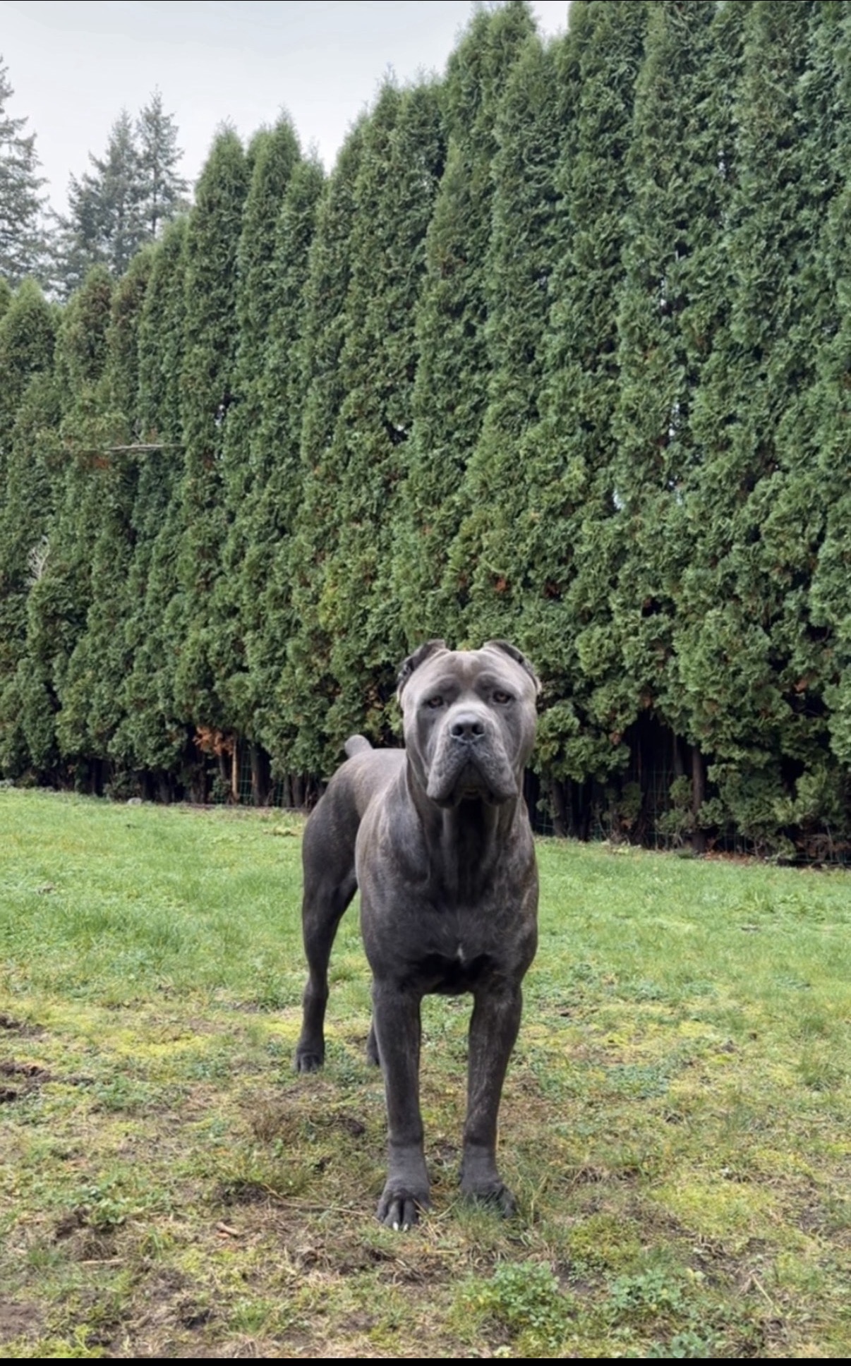 Sir Shadow, the Medieval Cane Corso foundation sire, standing outdoors in Surrey, British Columbia