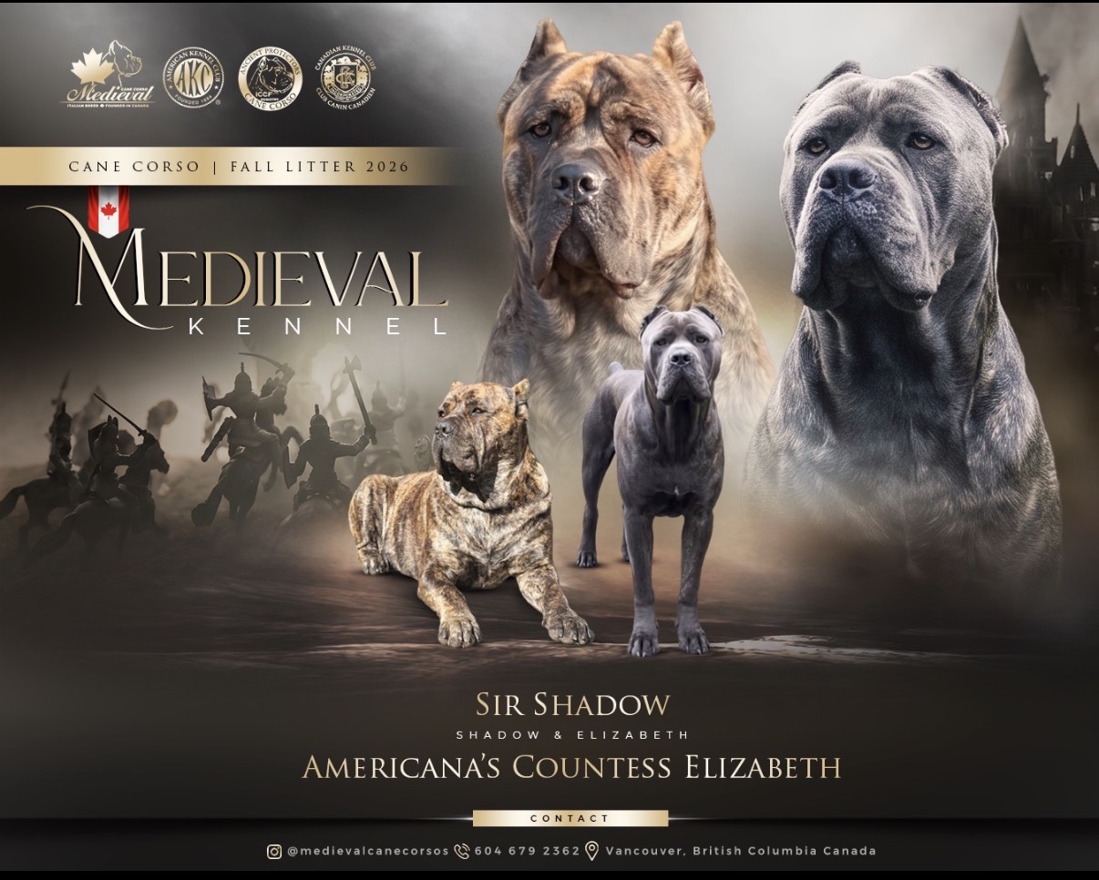 Medieval Cane Corso Fall Litter 2026 poster featuring Sir Shadow and Americana's Countess Elizabeth