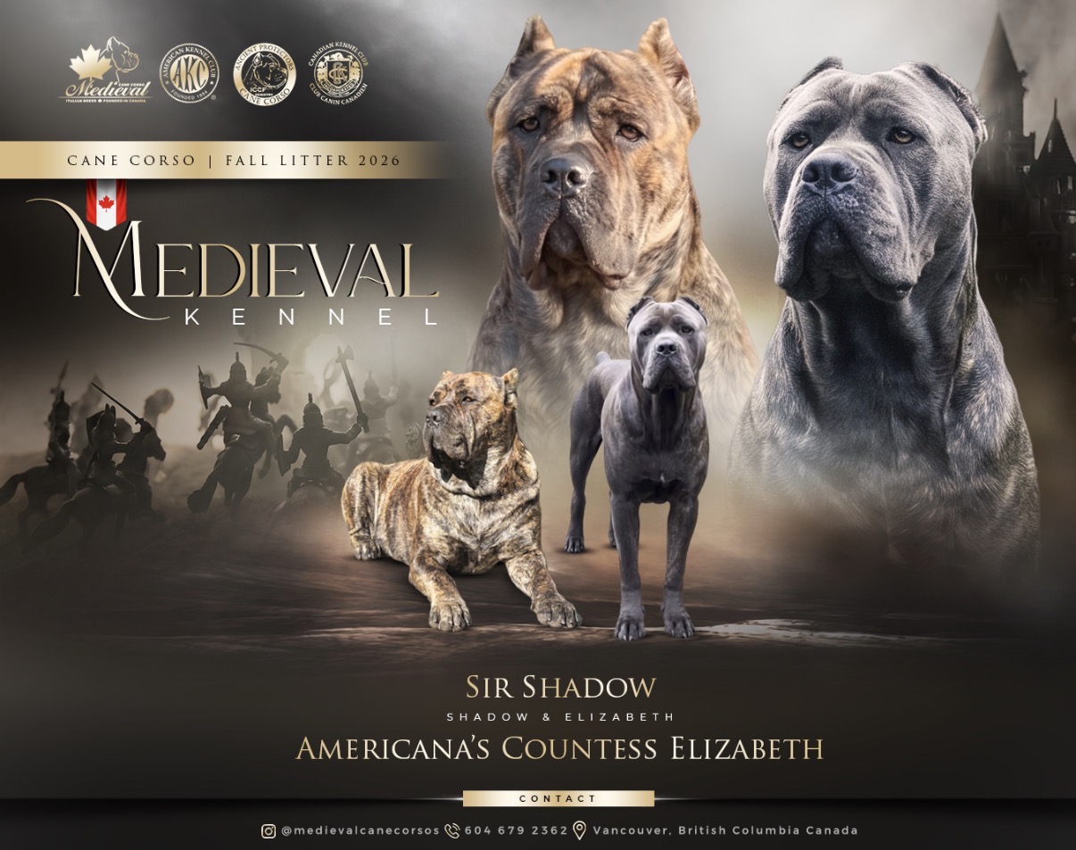 Medieval Cane Corso Fall Litter 2026 poster featuring Sir Shadow and Americana's Countess Elizabeth