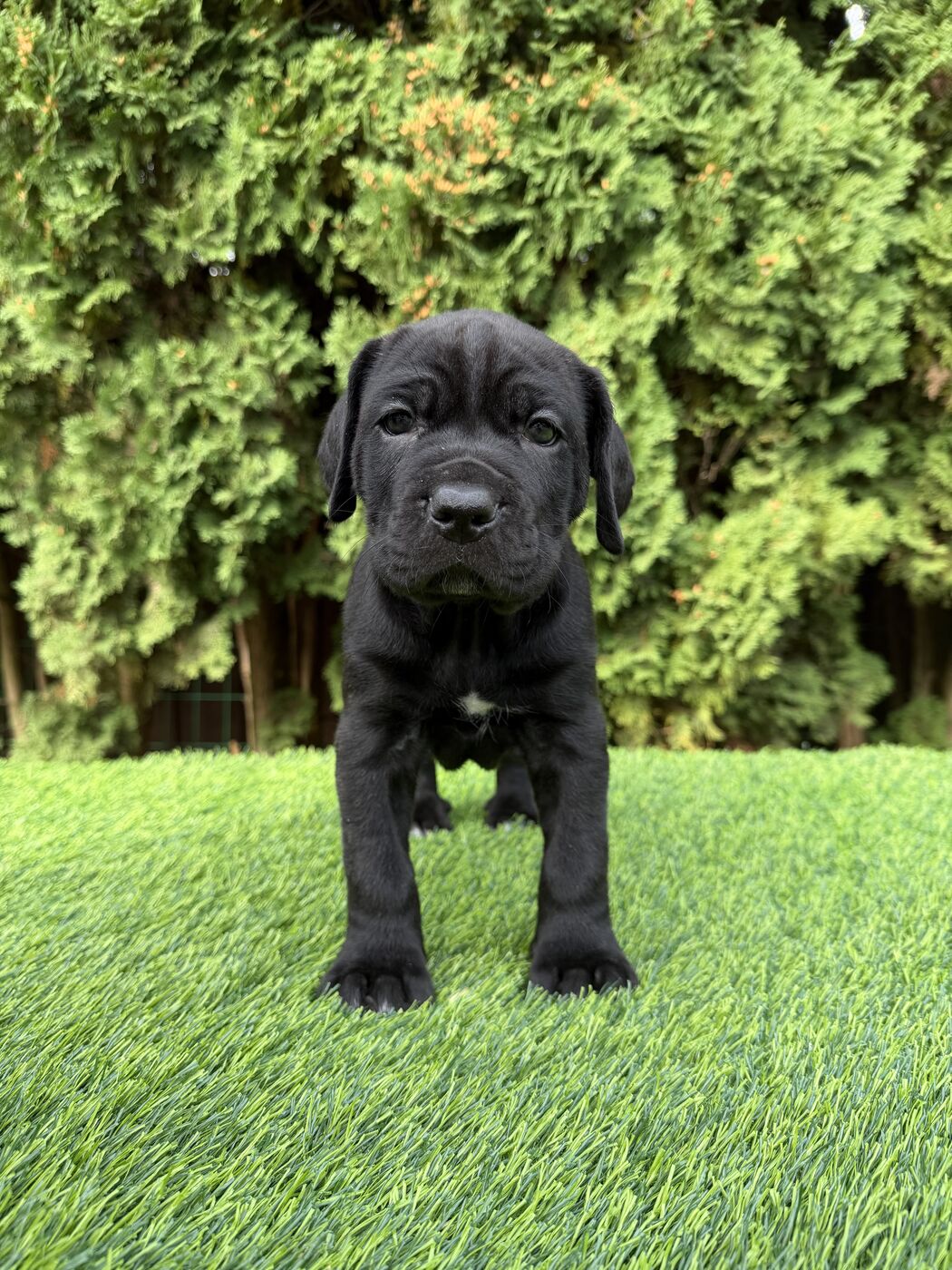 Black Cane Corso puppy standing on grass in front of a hedge