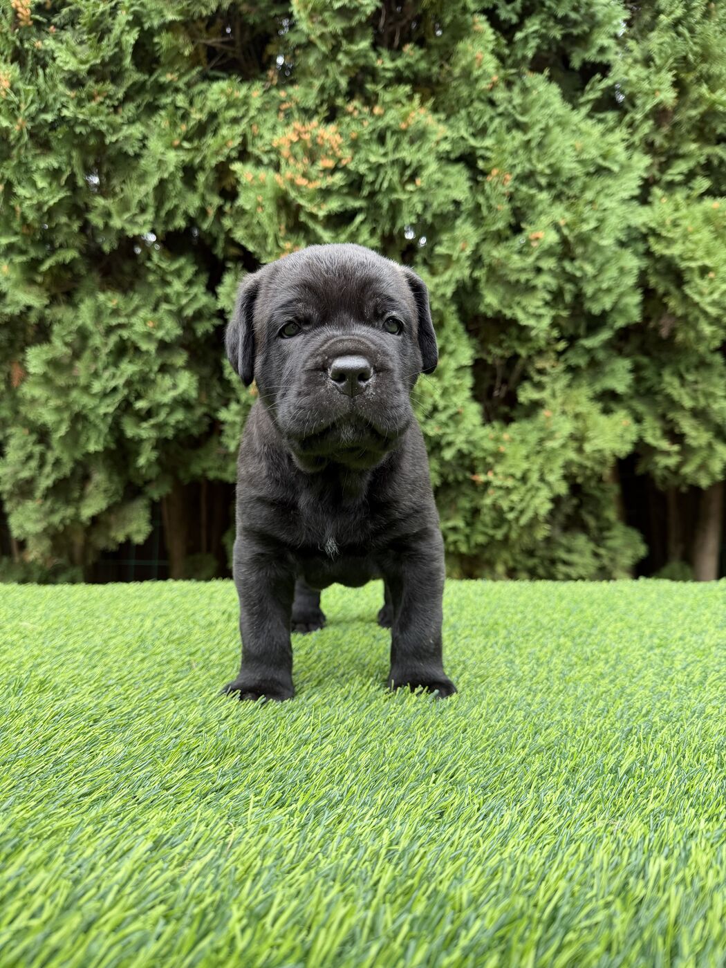 Grey Cane Corso puppy standing on grass in front of a hedge
