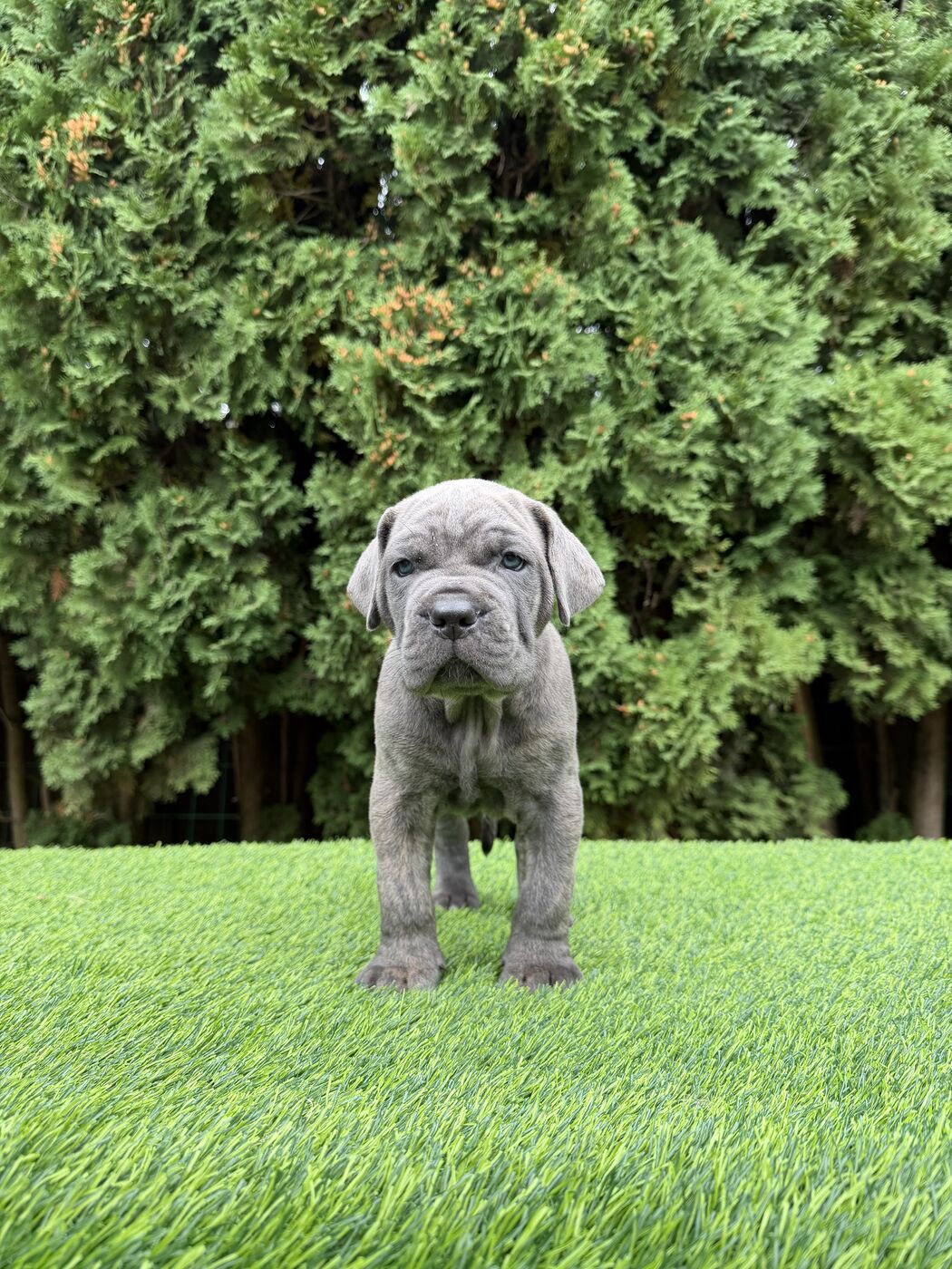Light grey Cane Corso puppy standing on grass in front of a hedge