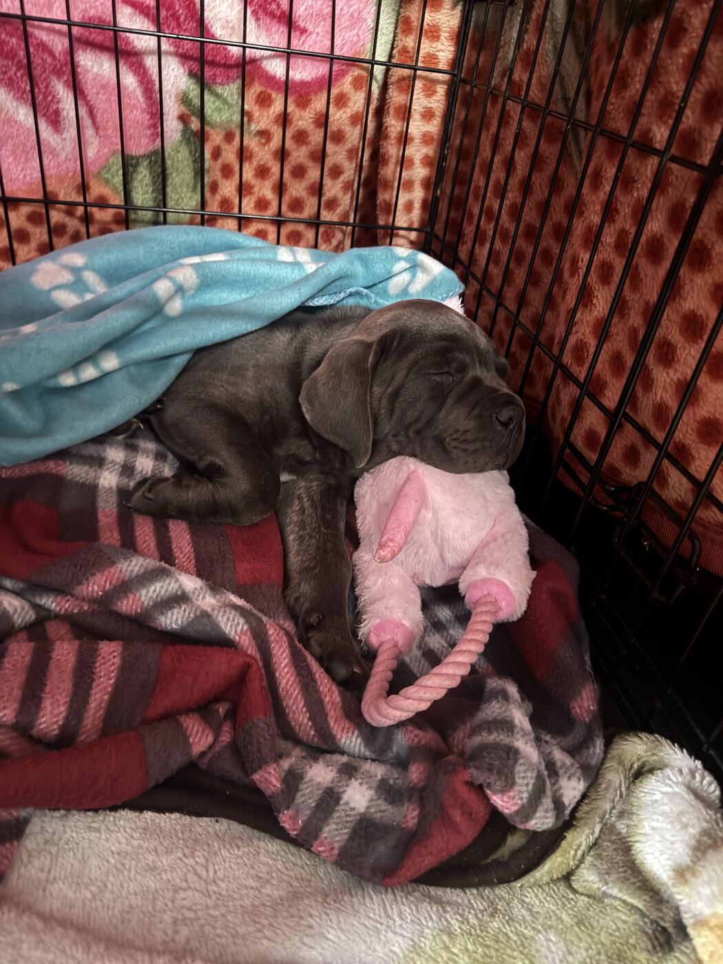 Newborn Cane Corso puppy in the whelping area