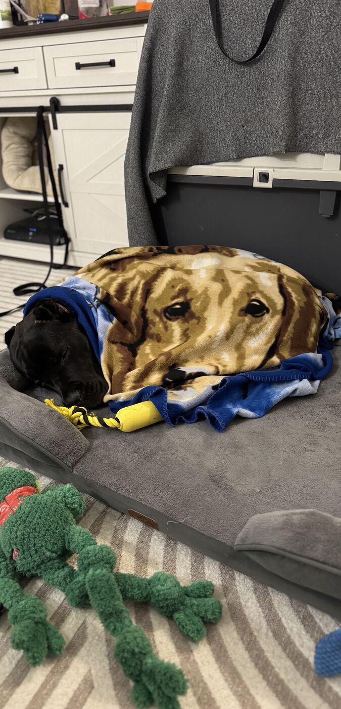 Cane Corso puppy resting under a blanket at home