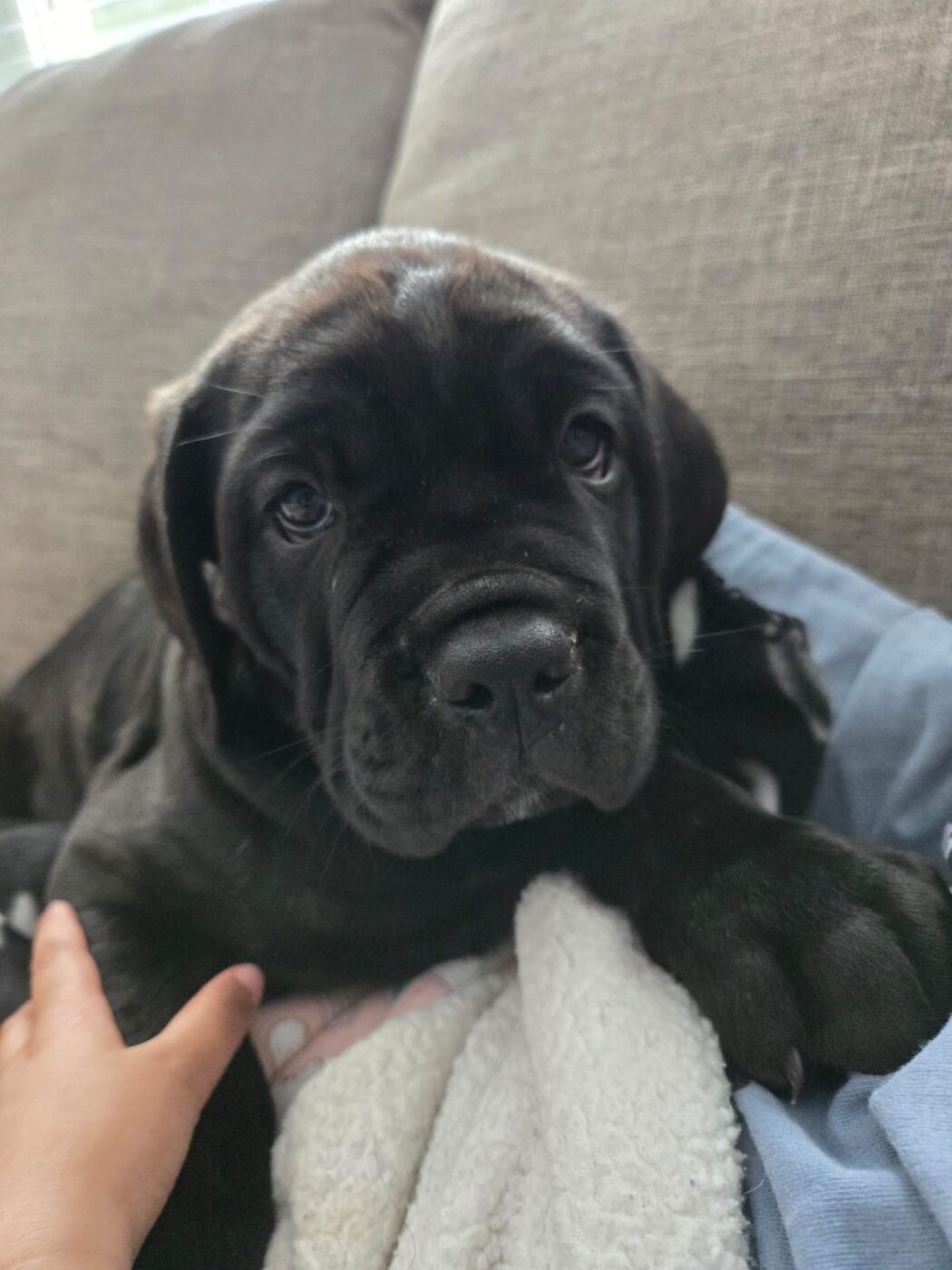 Cane Corso puppy being held gently, wrapped in a blanket