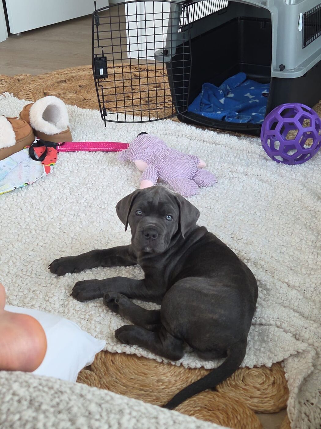 Cane Corso puppy in an indoor play area with enrichment toys